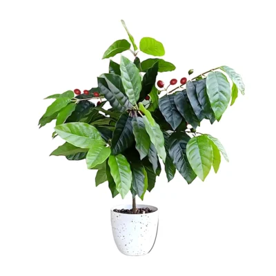 Planta de café